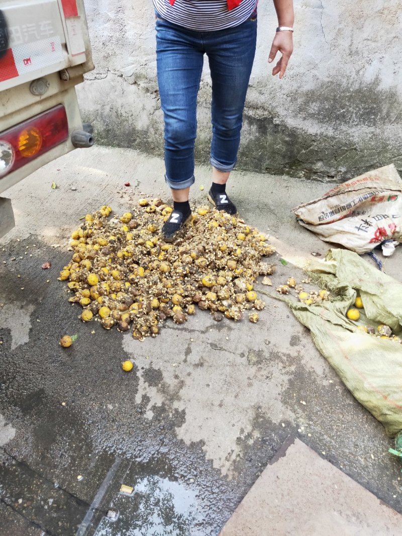批发积壳种子药用枳壳量大价格便宜积壳苗根系发达