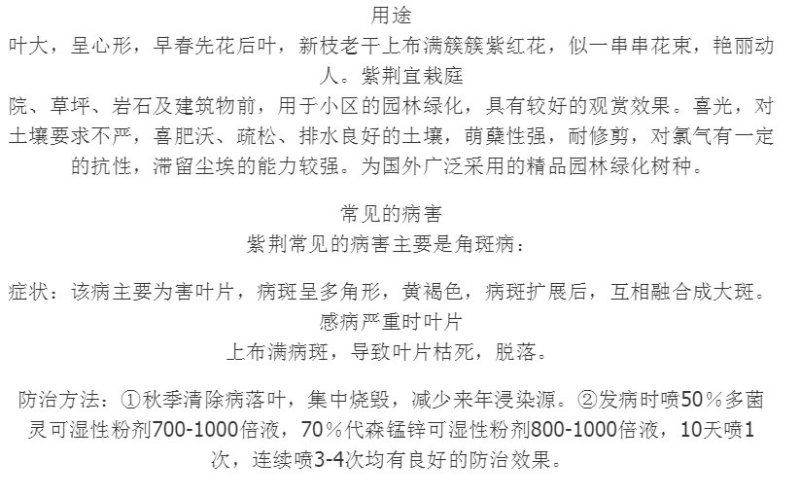 庭院绿化紫荆花苗紫荆树苗紫荆小苗