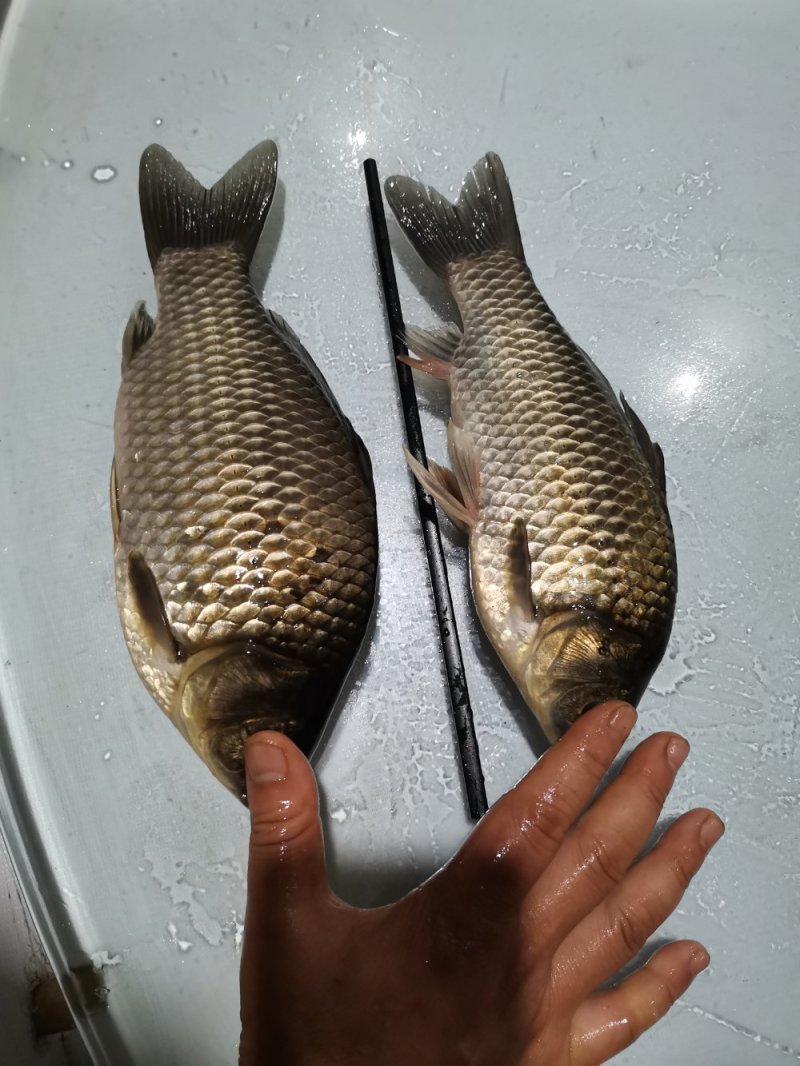 出售草鱼，鲫鱼