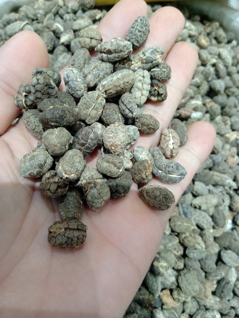 砂仁1公斤起批供应各种规格产地砂仁运费电议