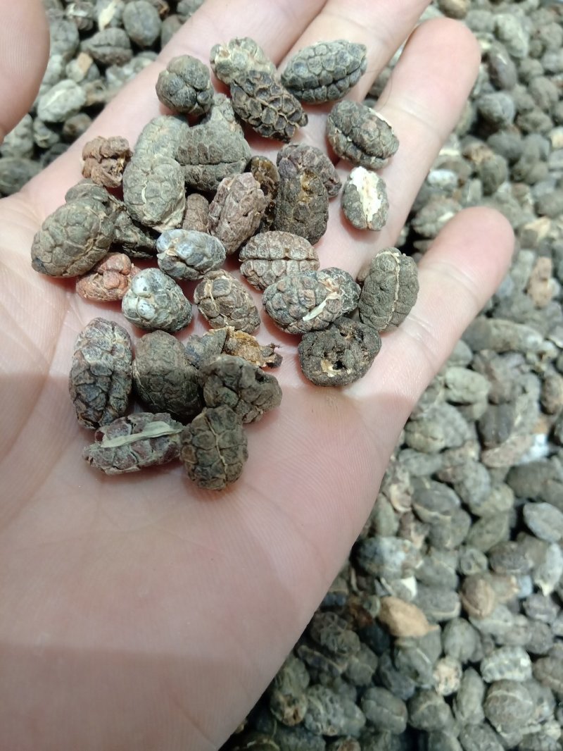 砂仁1公斤起批供应各种规格产地砂仁运费电议