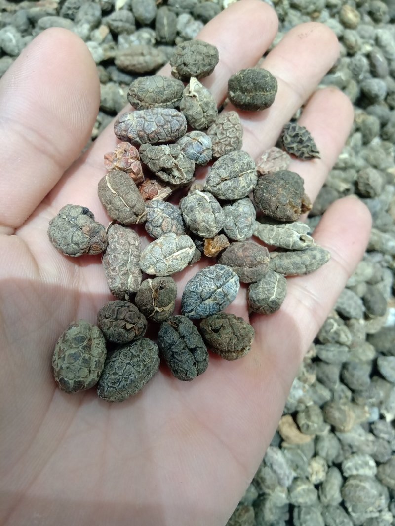 砂仁1公斤起批供应各种规格产地砂仁运费电议