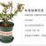 浓香玫瑰花苗大花月季老庄四季玫瑰苗批发