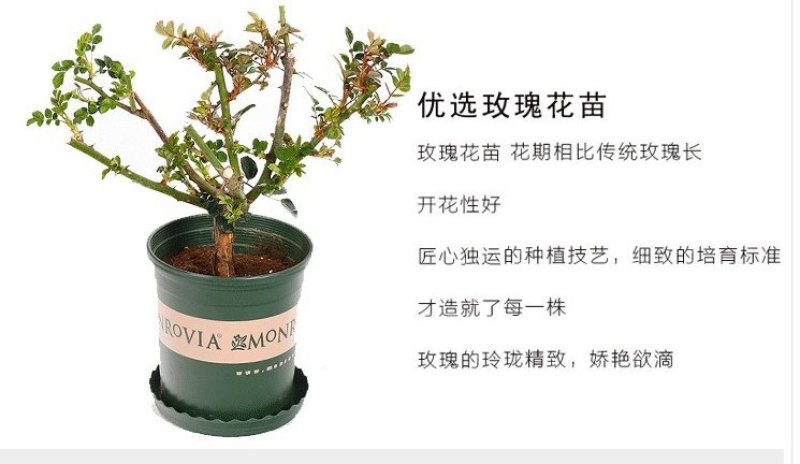 浓香玫瑰花苗大花月季老庄四季玫瑰苗批发