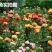 浓香玫瑰花苗大花月季老庄四季玫瑰苗批发