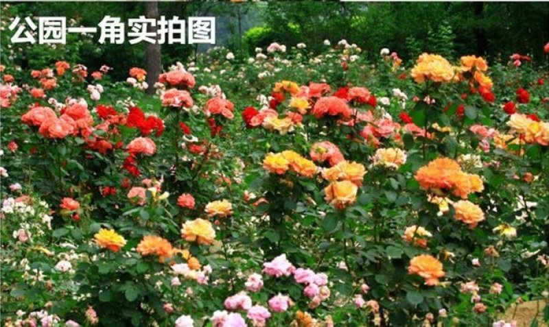 浓香玫瑰花苗大花月季老庄四季玫瑰苗批发