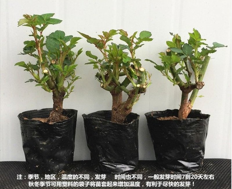 浓香玫瑰花苗大花月季老庄四季玫瑰苗批发