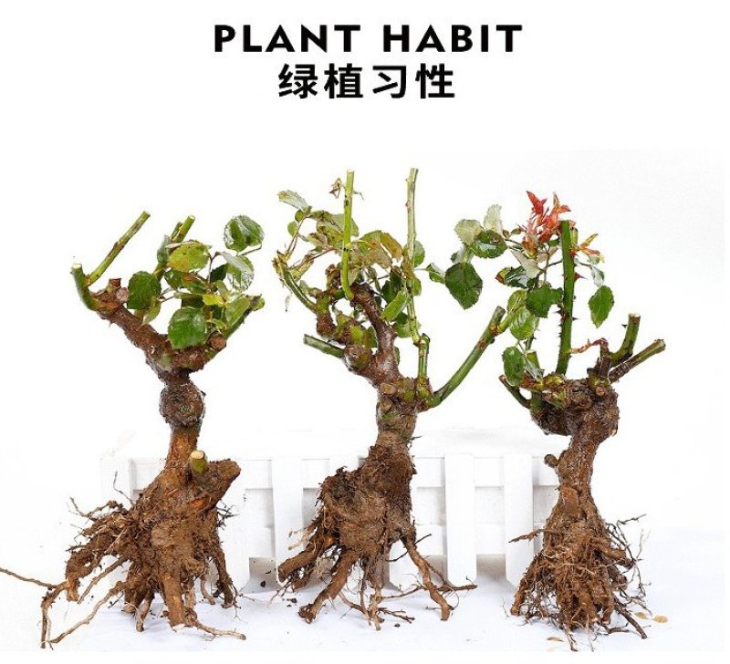 浓香玫瑰花苗大花月季老庄四季玫瑰苗批发