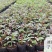 浓香玫瑰花苗大花月季老庄四季玫瑰苗批发