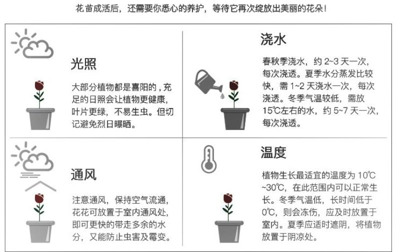 浓香玫瑰花苗大花月季老庄四季玫瑰苗批发