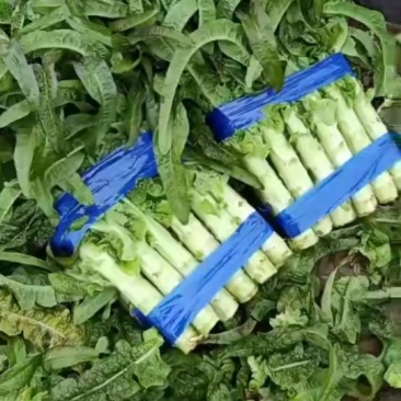 精品尖叶莴笋红叶莴笋莴苣大量供应可视频看货欢迎来电
