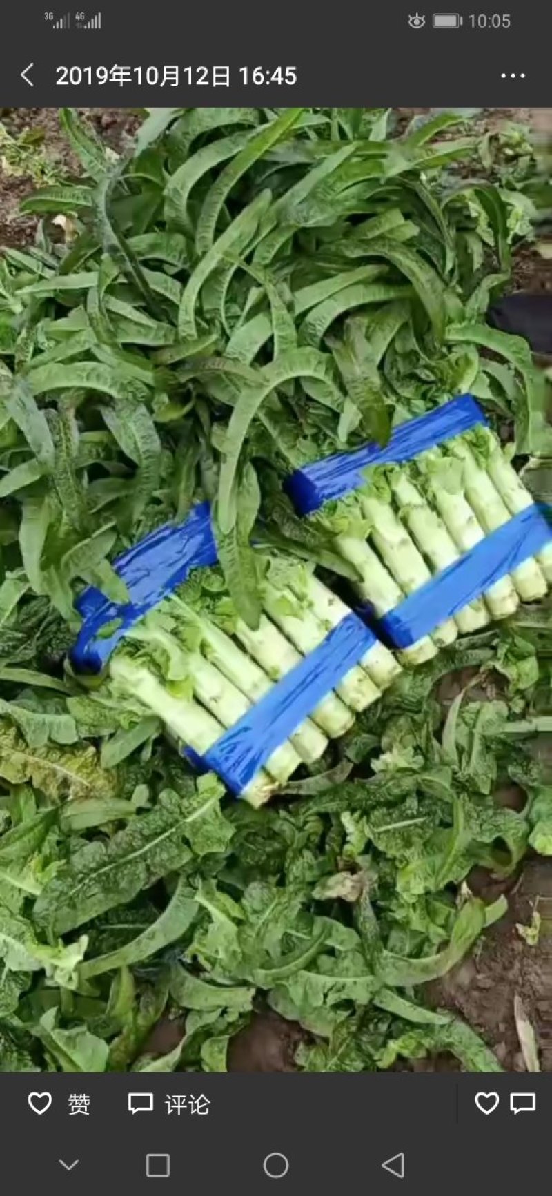 精品尖叶莴笋红叶莴笋莴苣大量供应可视频看货欢迎来电