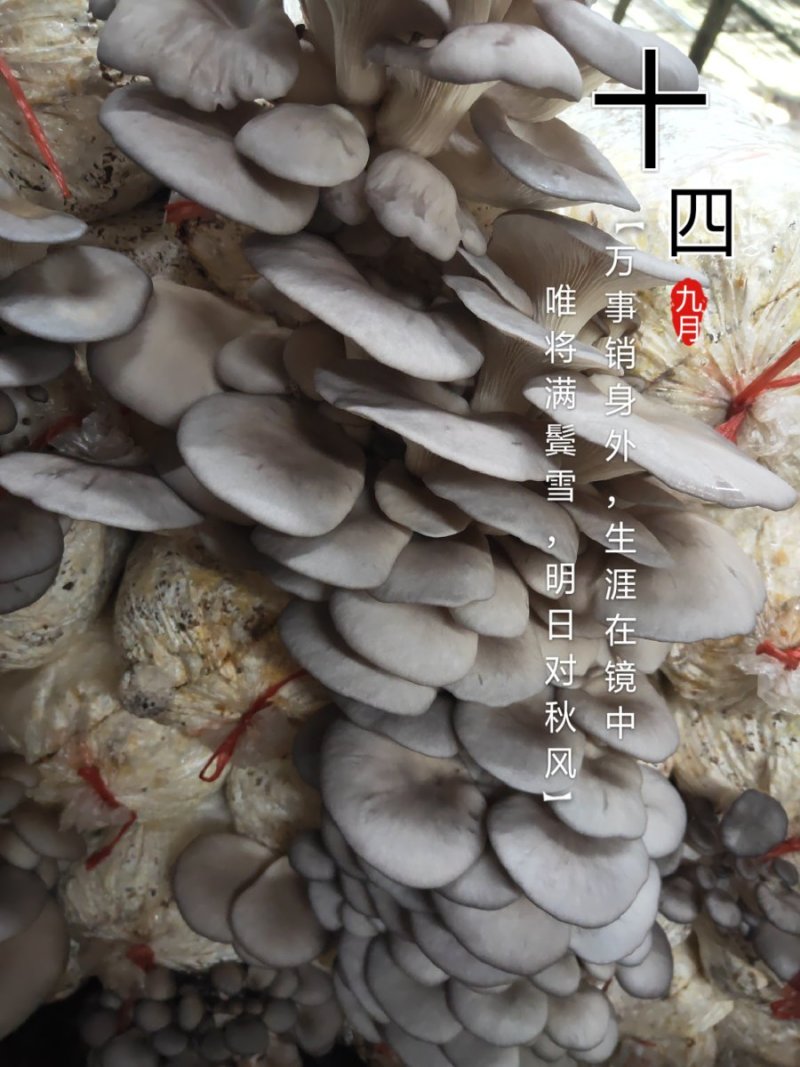 平菇菌棒