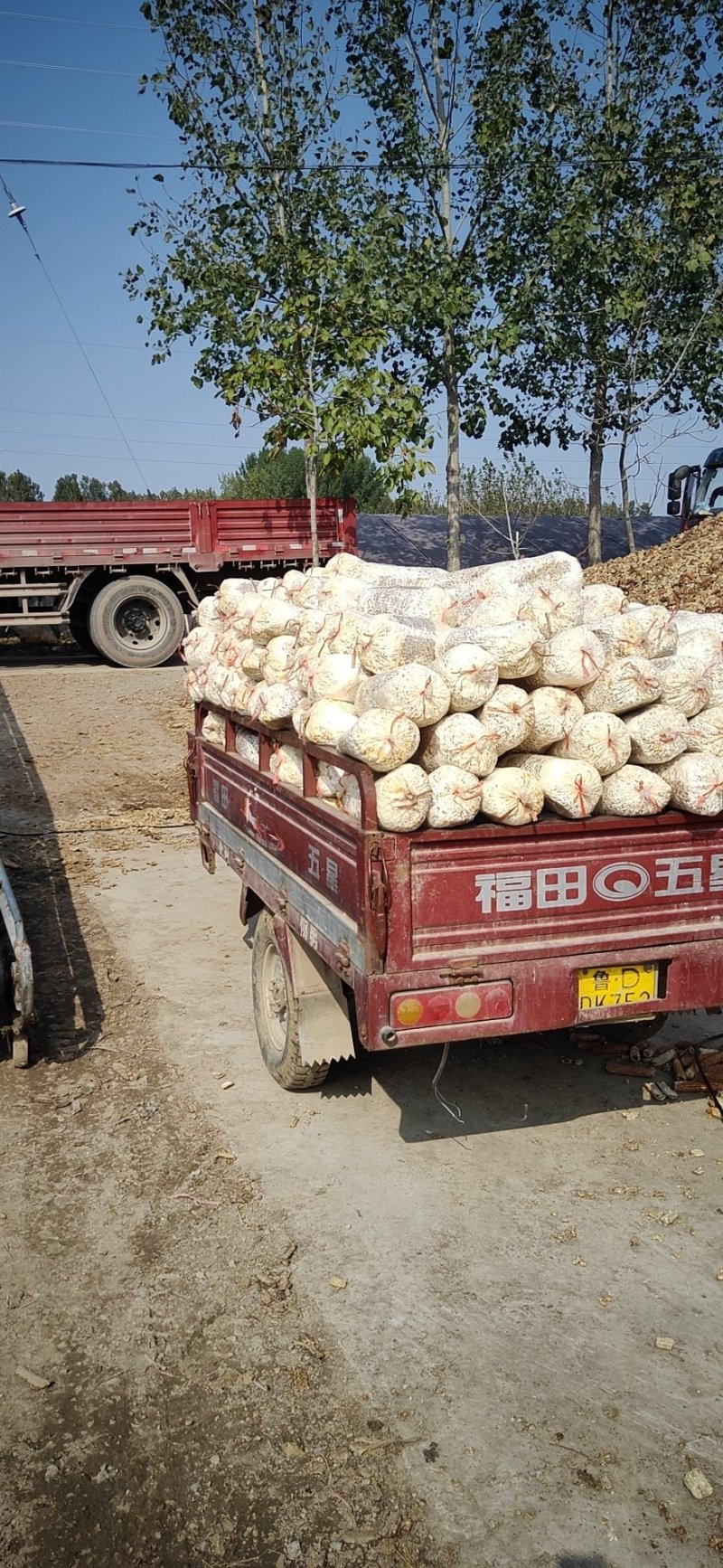 平菇菌棒