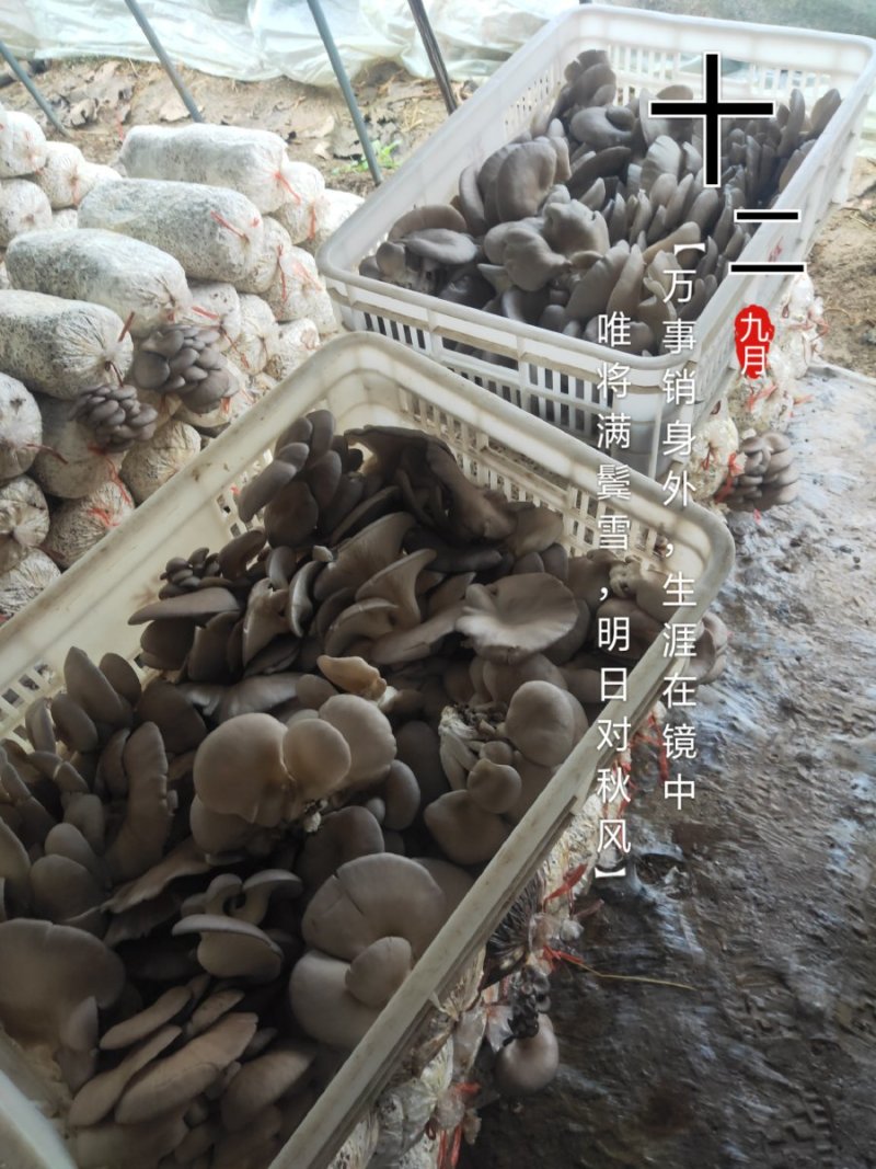 平菇菌棒