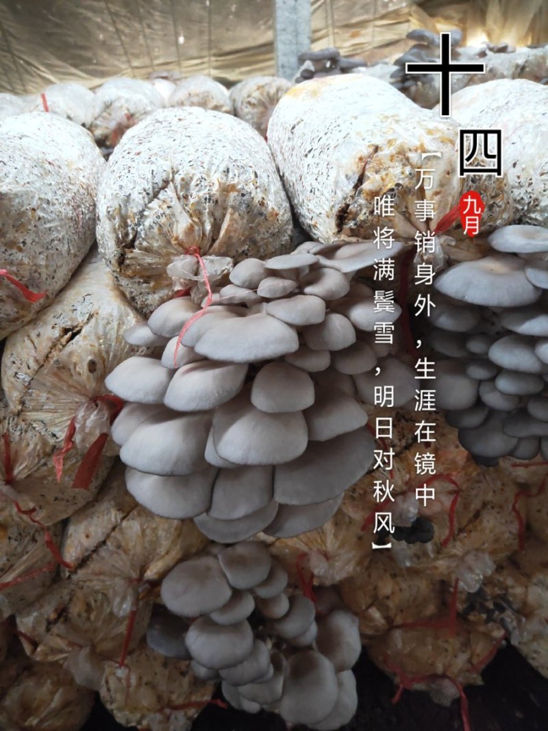 平菇菌棒