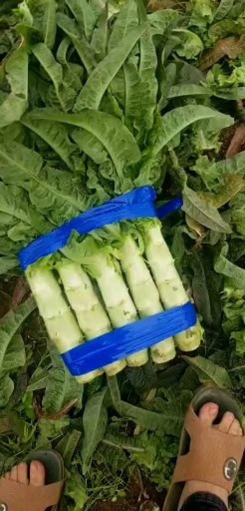 精品尖叶莴笋红叶莴笋莴苣大量供应可视频看货欢迎来电