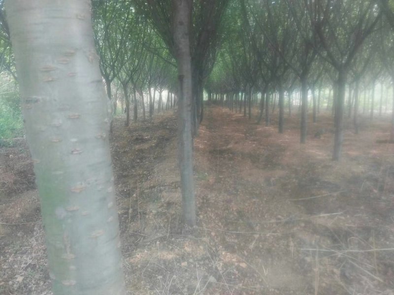 临沂市莒南县晚樱树苗出售