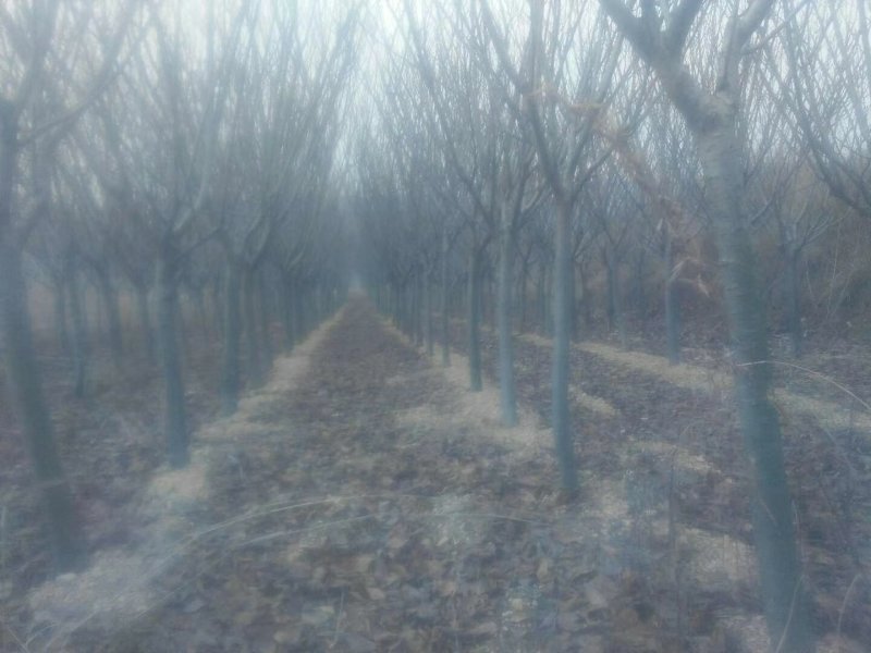 临沂市莒南县晚樱树苗出售