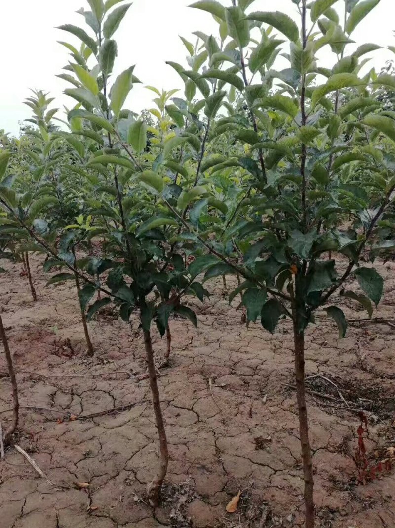 占地桃树苹果树需要联系数量不多了