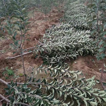 占地桃树苹果树需要联系数量不多了
