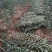 占地桃树苹果树需要联系数量不多了