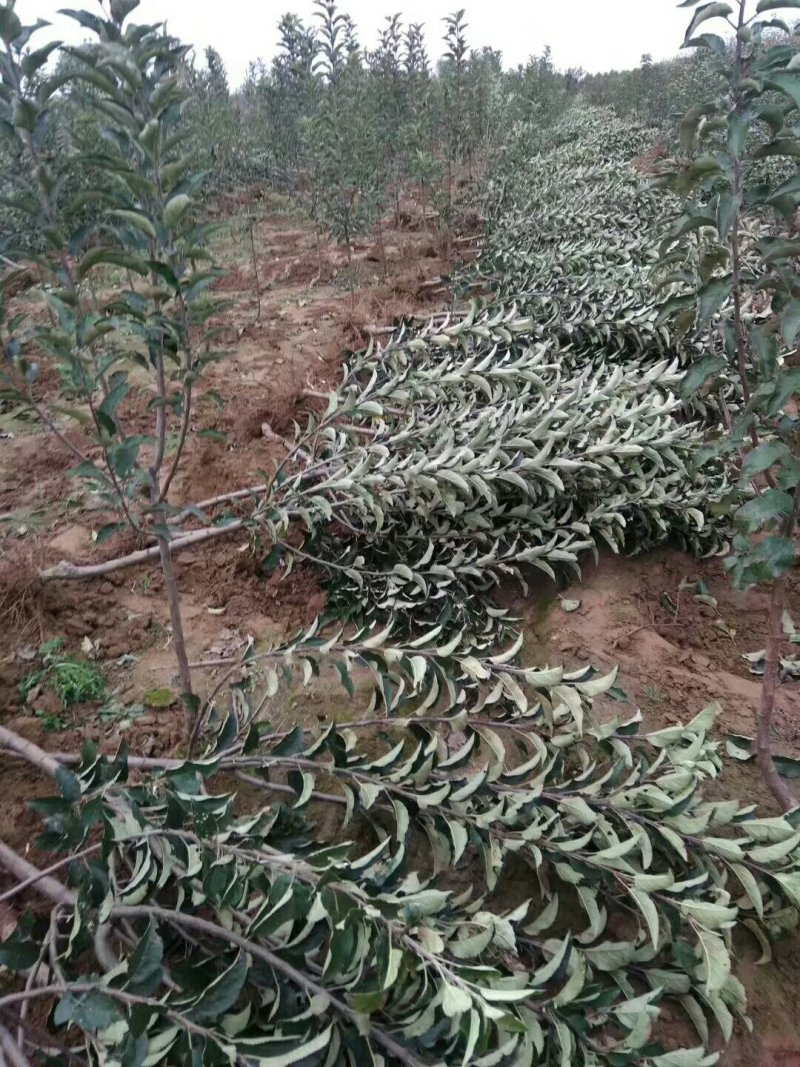 占地桃树苹果树需要联系数量不多了