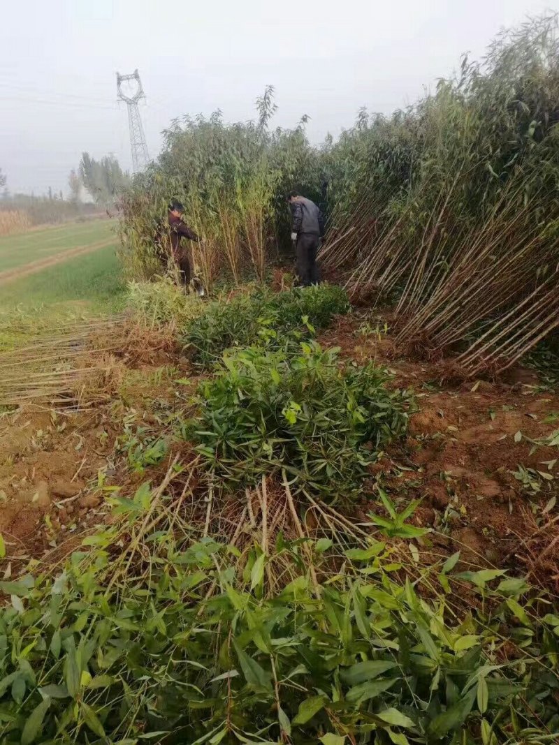 占地桃树苹果树需要联系数量不多了