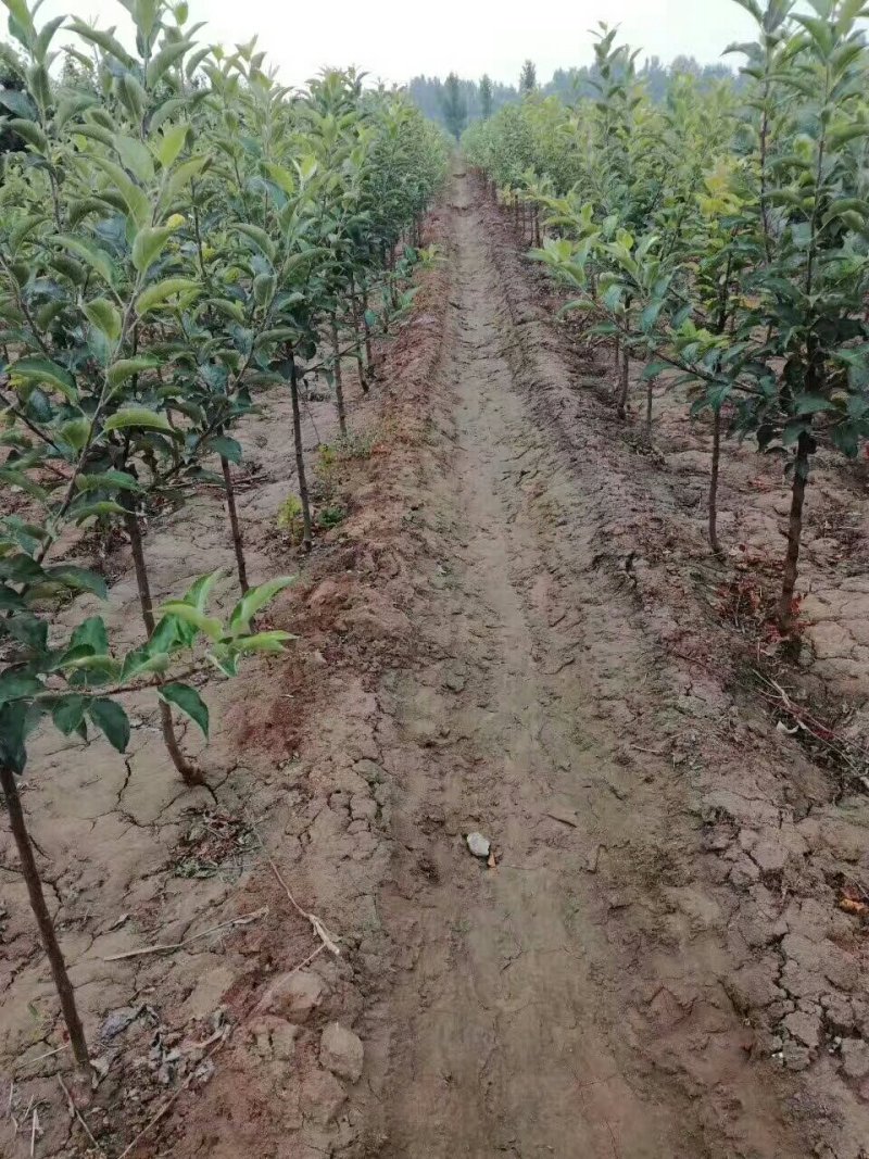 占地桃树苹果树需要联系数量不多了