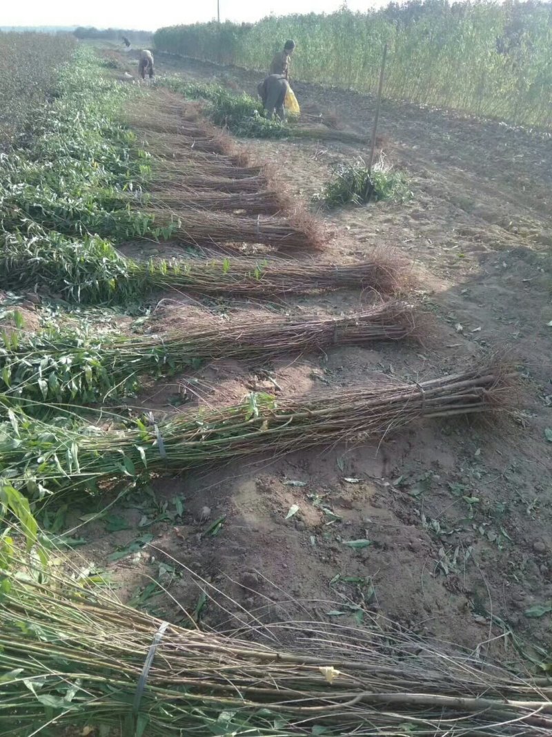 占地桃树苹果树需要联系数量不多了
