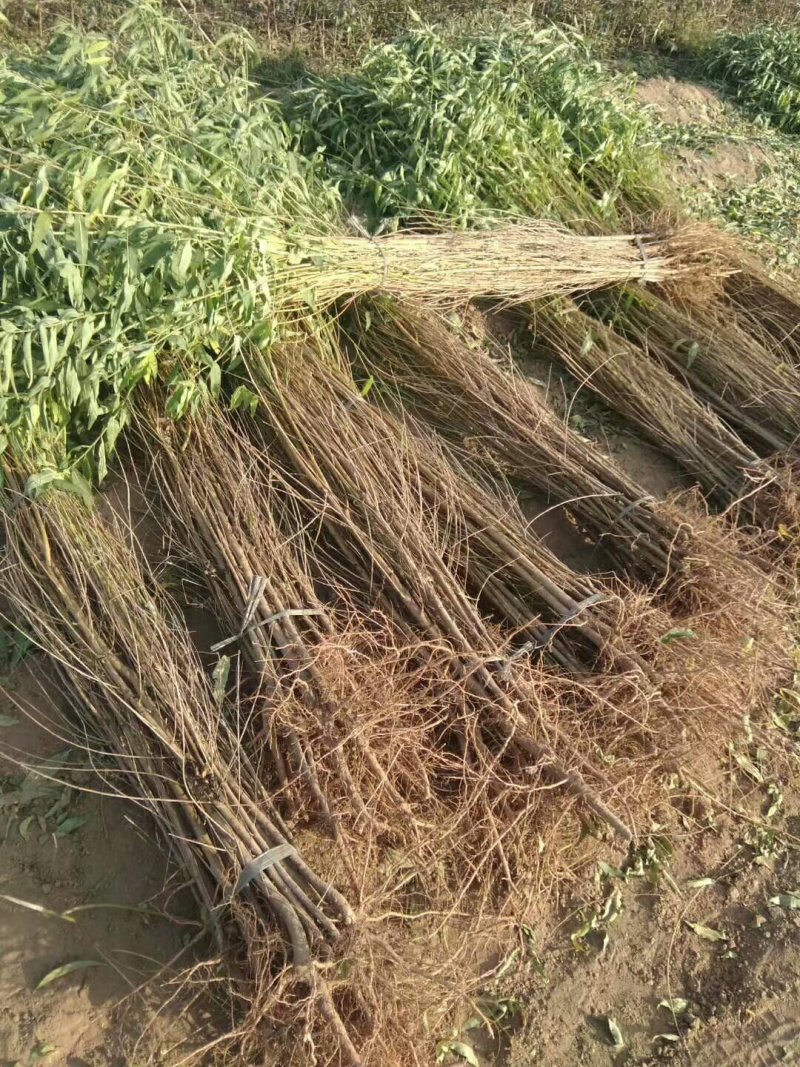 占地桃树苹果树需要联系数量不多了