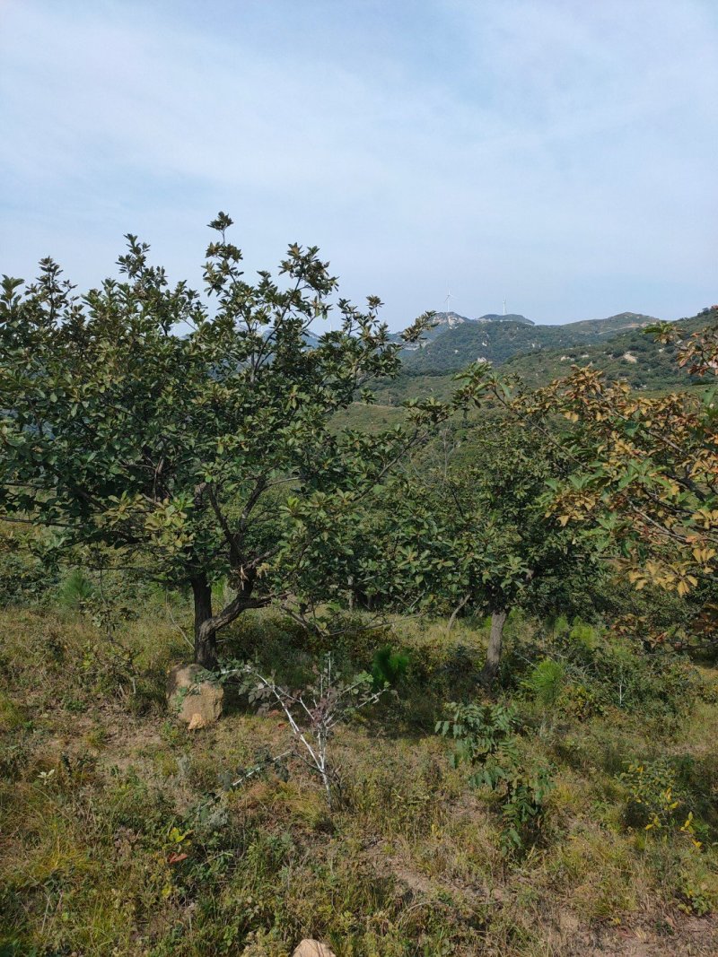 蒙古栎山货可球全冠带土球装车成活率几乎百分百可供十五至一