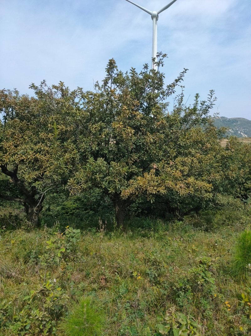 蒙古栎山货可球全冠带土球装车成活率几乎百分百可供十五至一