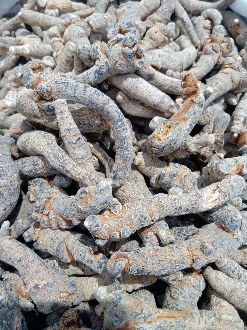 三七可免费打粉，包邮，量大电议