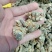 三七可免费打粉，包邮，量大电议