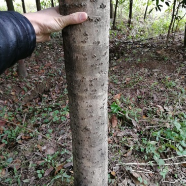 红叶石楠，桂花，香樟，紫薇，楠树
