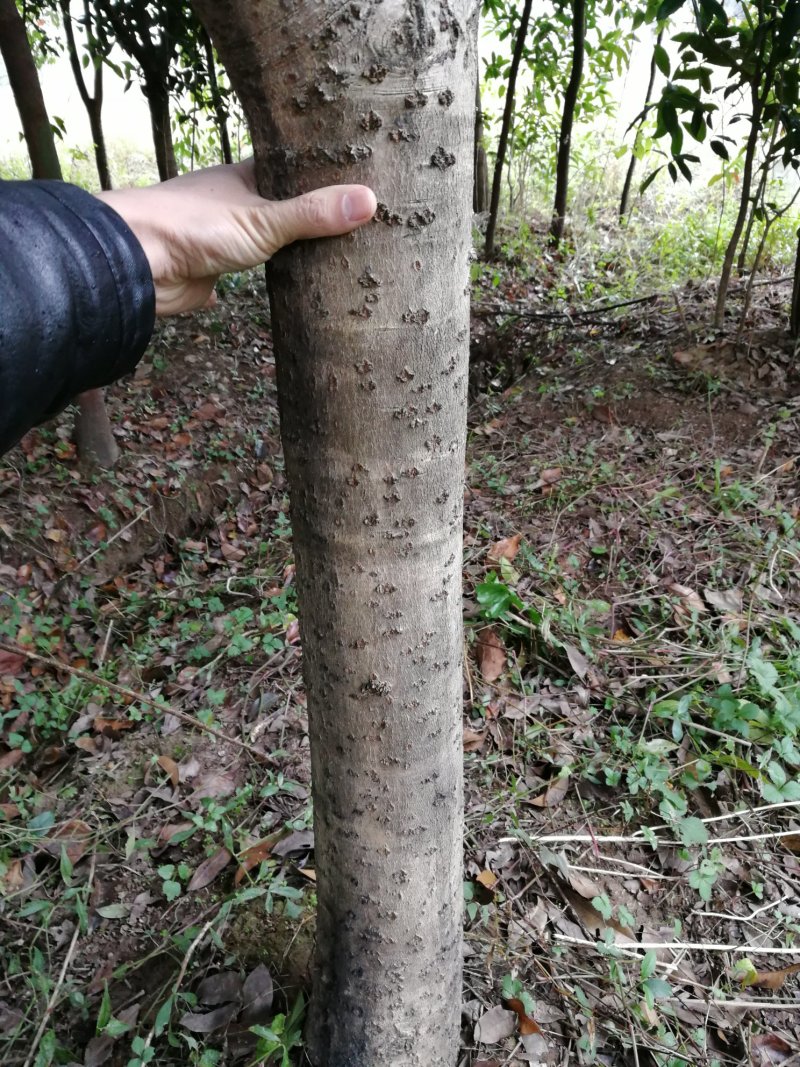 红叶石楠，桂花，香樟，紫薇，楠树