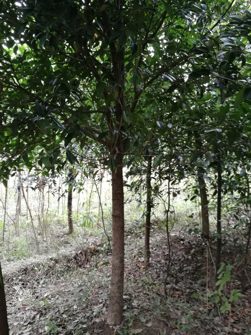 红叶石楠，桂花，香樟，紫薇，楠树