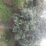 红叶石楠，桂花，香樟，紫薇，楠树