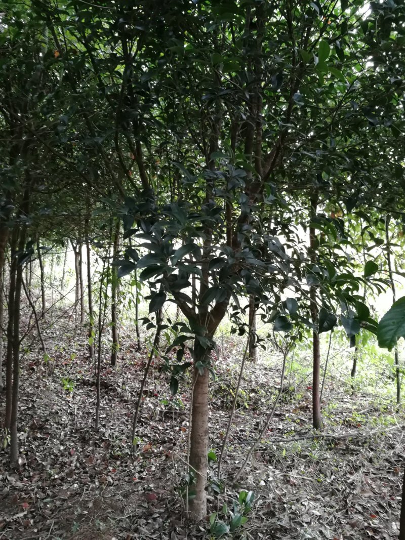 红叶石楠，桂花，香樟，紫薇，楠树