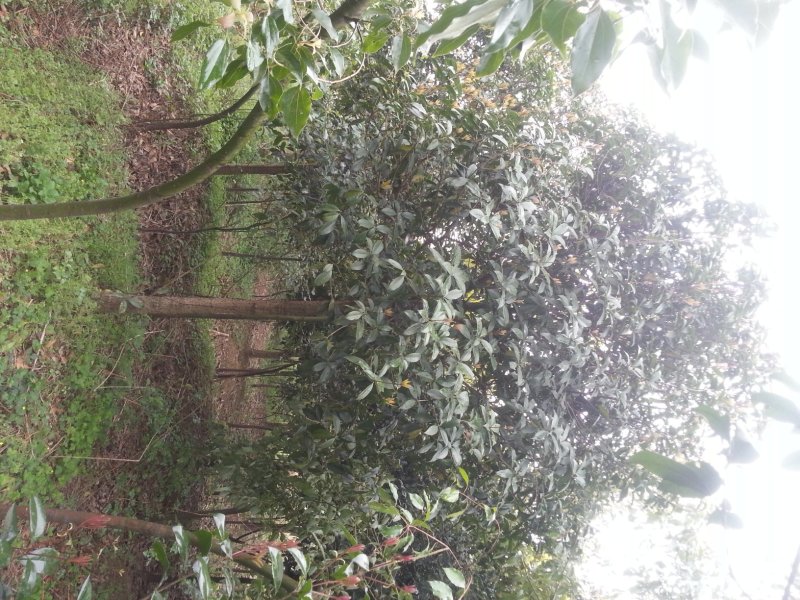 红叶石楠，桂花，香樟，紫薇，楠树