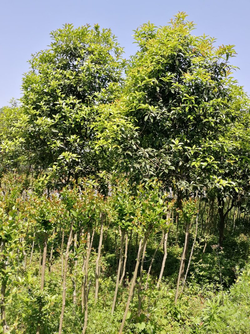 红叶石楠，桂花，香樟，紫薇，楠树