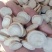 白芍1公斤起批不包邮量大电议供应千种中药材