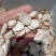 白芍1公斤起批不包邮量大电议供应千种中药材