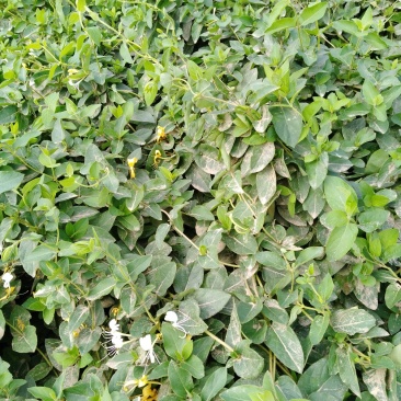 四季金银花树苗
