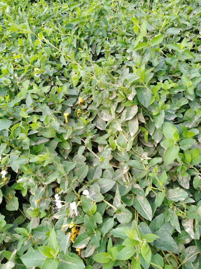 四季金银花树苗
