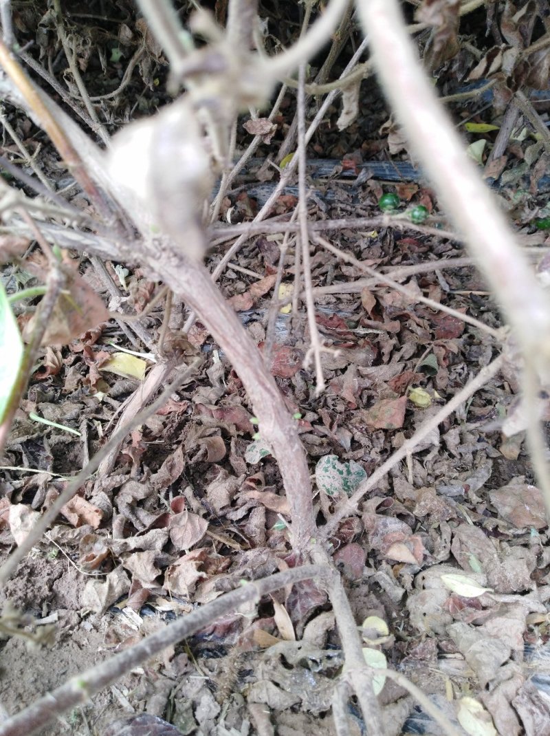 四季金银花树苗
