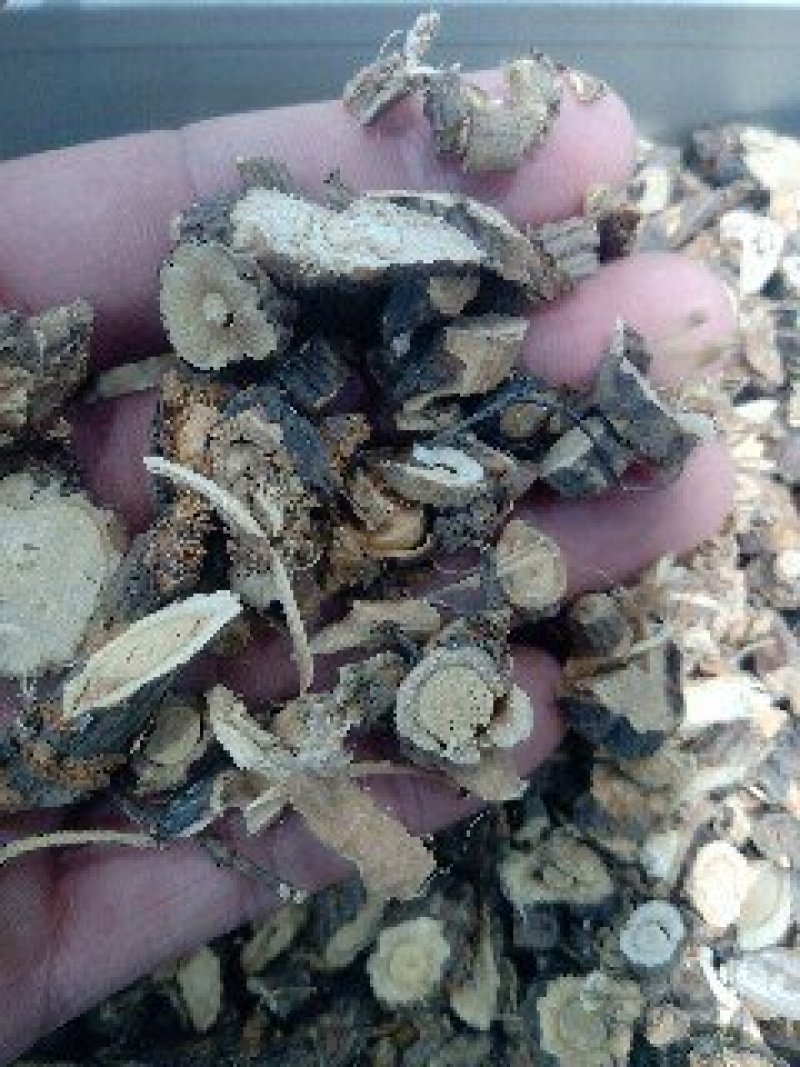 金雀根1公斤起批不包邮量大电议供应千种中药材