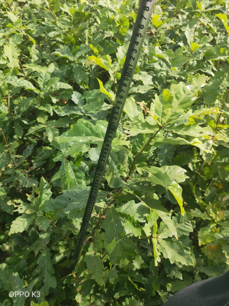 蒙古栎小苗二年生高度30-150cm