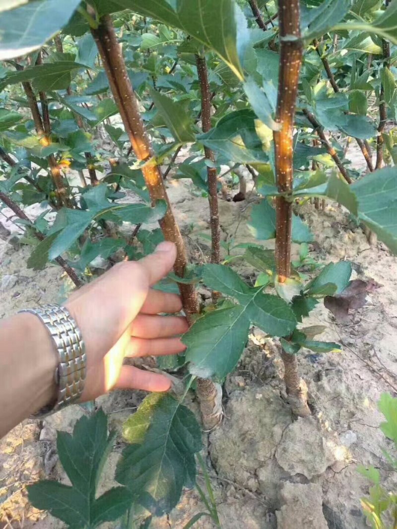 柿子树苗，阳丰甜柿，无核甜柿。牛心柿，高顶红，磨盘柿